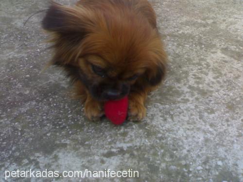 karamel Dişi Pekingese