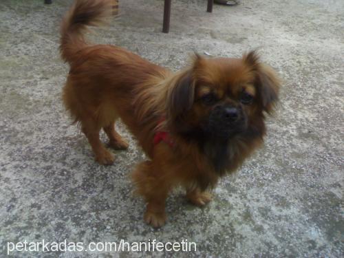 karamel Dişi Pekingese