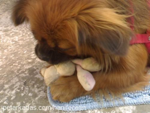 karamel Dişi Pekingese