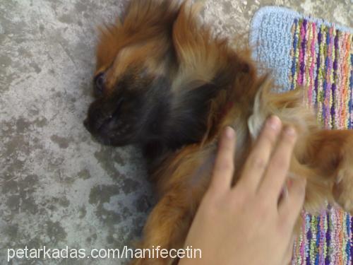 karamel Dişi Pekingese