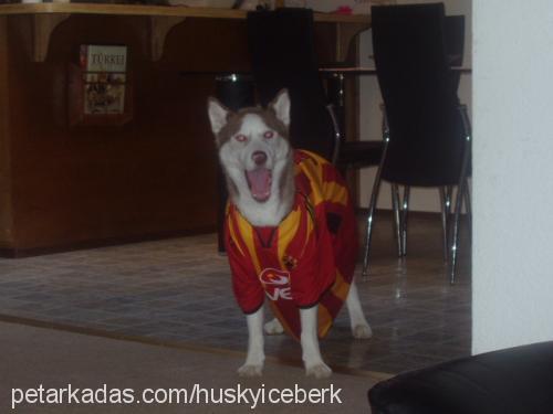 hera Dişi Sibirya Kurdu (Husky)