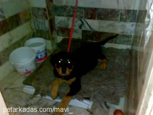 hades Dişi Rottweiler