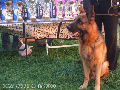 ixvonzİsawİnkel Erkek Alman Çoban Köpeği