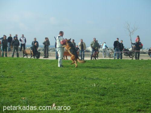 ixvonzİsawİnkel Erkek Alman Çoban Köpeği