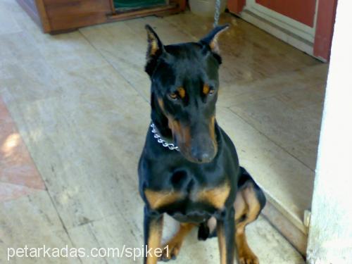 spike Erkek Doberman Pinscher