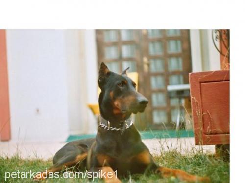 spike Erkek Doberman Pinscher