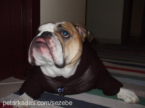 makao Dişi İngiliz Bulldog