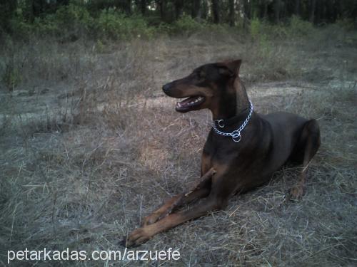 efe Erkek Doberman Pinscher