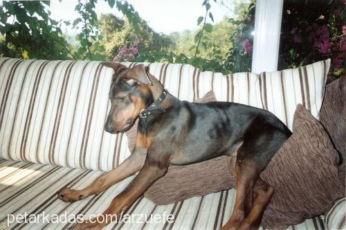 efe Erkek Doberman Pinscher