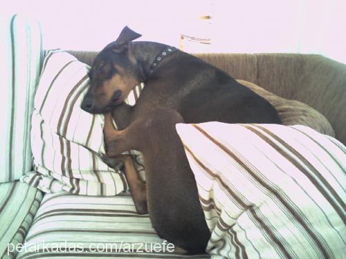 efe Erkek Doberman Pinscher