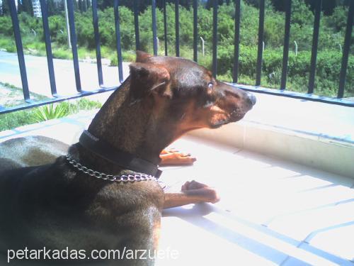 efe Erkek Doberman Pinscher