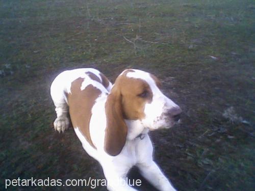 jullet Dişi Basset Hound