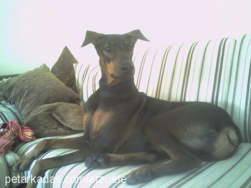 efe Erkek Doberman Pinscher