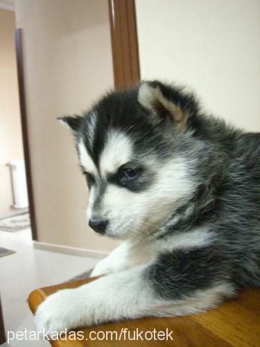 tonİ Erkek Alaskan Malamute