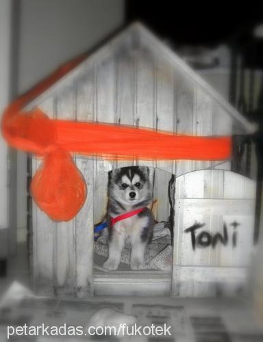 tonİ Erkek Alaskan Malamute