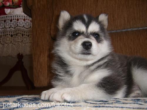 tonİ Erkek Alaskan Malamute