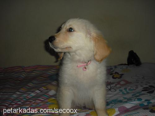 maya Dişi Golden Retriever