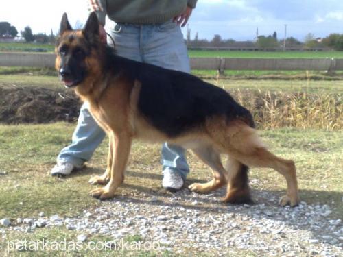 jalkvomeclİps Erkek Alman Çoban Köpeği