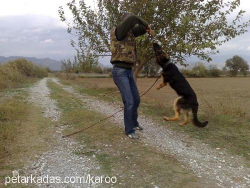 acovomkaroo Erkek Alman Çoban Köpeği