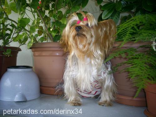 coper Erkek Yorkshire Terrier