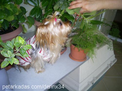 coper Erkek Yorkshire Terrier