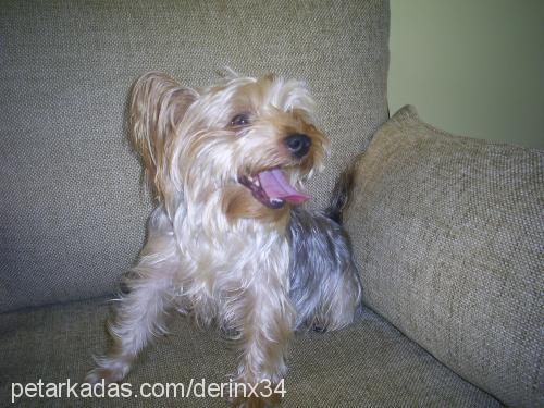 coper Erkek Yorkshire Terrier