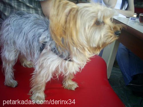 coper Erkek Yorkshire Terrier