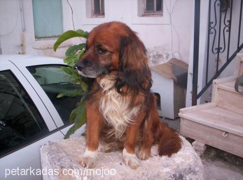 lucky Erkek Amerikan Cocker Spaniel