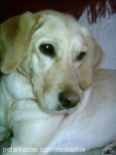 barbie Dişi Labrador Retriever