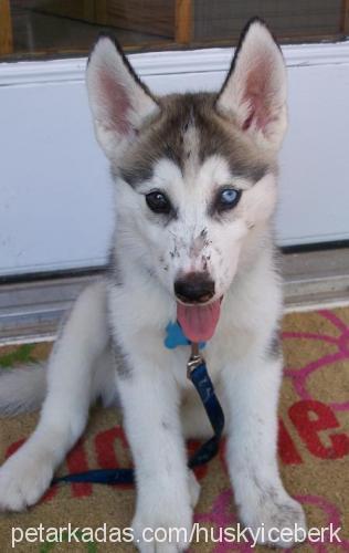 buz Erkek Sibirya Kurdu (Husky)