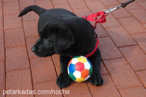 noche Erkek Labrador Retriever