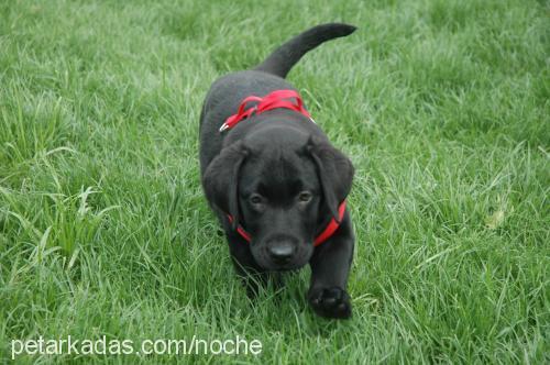 noche Erkek Labrador Retriever