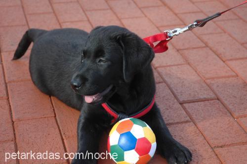 noche Erkek Labrador Retriever