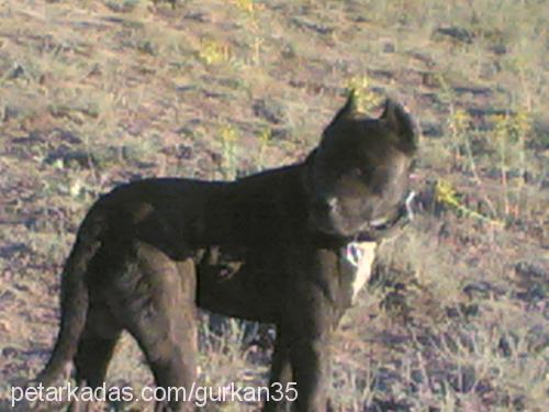 Çamurveangel Erkek Amerikan Pitbull Terrier