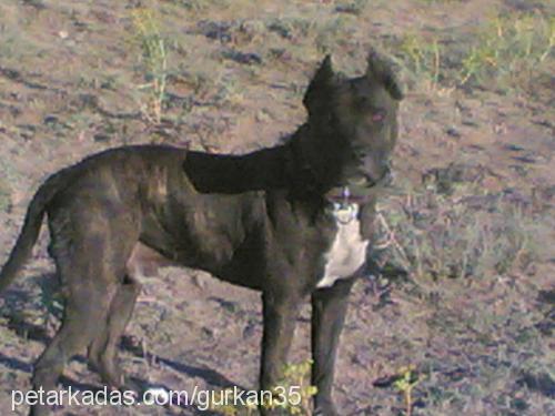 Çamurveangel Erkek Amerikan Pitbull Terrier