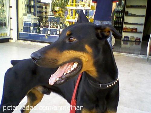 kont Erkek Doberman Pinscher