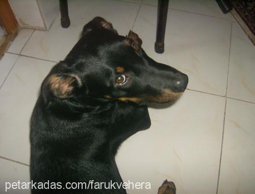 hera Dişi Rottweiler