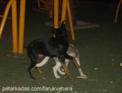 hera Dişi Rottweiler