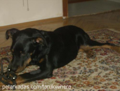 hera Dişi Rottweiler