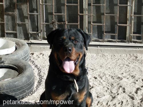 atlas Erkek Rottweiler