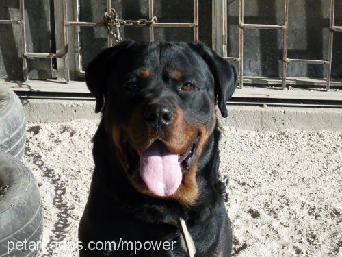 atlas Erkek Rottweiler