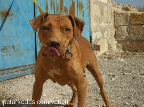 kıjım Dişi Amerikan Pitbull Terrier