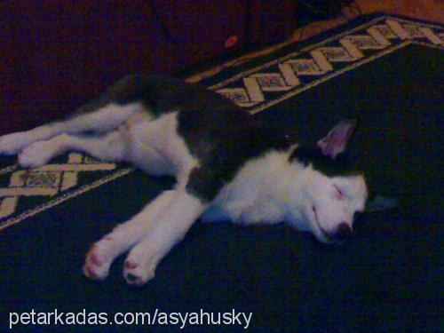 asya Dişi Sibirya Kurdu (Husky)