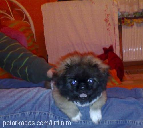 pasha Erkek Pekingese