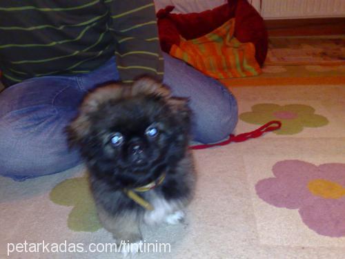 pasha Erkek Pekingese