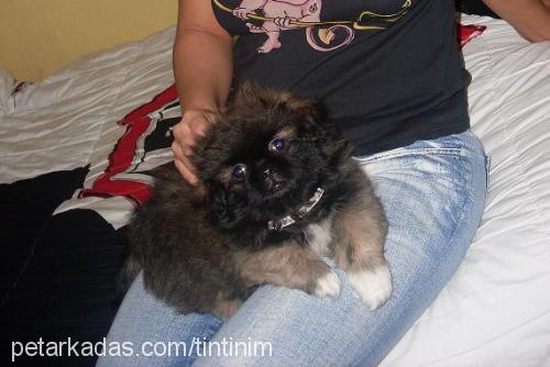 pasha Erkek Pekingese