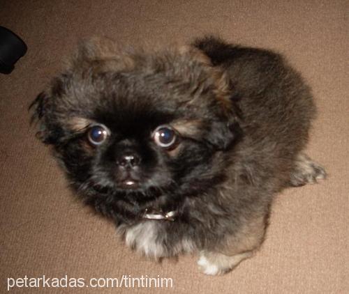 pasha Erkek Pekingese