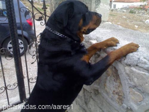 ares Erkek Rottweiler