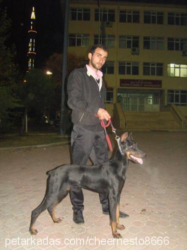 şiva Dişi Doberman Pinscher