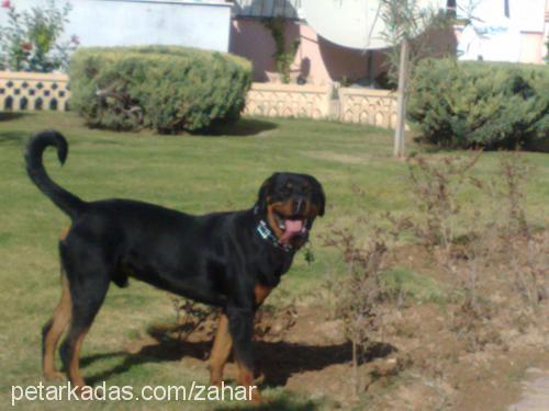 zahar Erkek Rottweiler